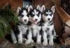 Продам щенка Spain, Madrid Haski, Blue Eyes Siberian Husky Puppies