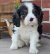 Продам щенка Italy, Milan King Charles Spaniel