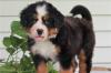 Продам щенка Estonia, Tallinn Bernese Mountain Dog