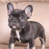 Продам щенка Belgium, Antwerp French Bulldog