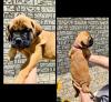 Продам щенка Spain, Madrid Bullmastiff