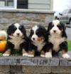 Продам щенка Ireland, Cork Bernese Mountain Dog