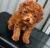 Продам щенка United Kingdom, Bradford Toy-poodle