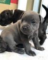 Продам щенка Estonia, Pya Staffordshire Bull Terrier