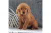 Продам щенка France, Paris Golden Retriever