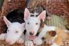 Продам щенка Spain, Madrid Bull Terrier