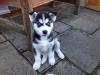 Продам щенка United Kingdom, Bradford , Siberian Husky