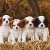 Продам щенка Hungary, Miskolc King Charles Spaniel