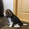 Продам щенка Kazakhstan, Aktau , Beagle Puppies