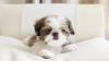 Продам щенка Ireland, Dublin Shih Tzu