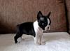 Продам щенка Lithuania, Akmene Boston Terrier