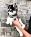 Продам щенка Hungary, Budapest , Pomsky Puppies