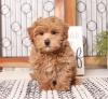 Продам щенка Ireland, Dublin Other breed, Maltipoo Puppies