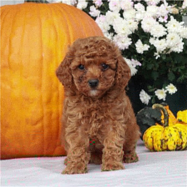 Продам щенка Sweden, Esbjerg Toy-poodle