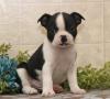 Продам щенка Cyprus, Nicosia Boston Terrier