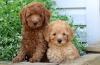 Продам щенка United Kingdom, Birmingham Toy-poodle