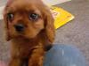 Продам щенка Ireland, Dublin King Charles Spaniel