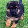 Продам щенка Denmark, Kopenagen German Shepherd Dog