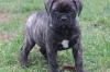 Продам щенка France, Toulouse Bullmastiff