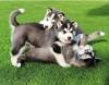 Продам щенка Austria, Vienna Haski, Blue Eyes Siberian Husky Puppies