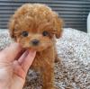 Продам щенка Finland, Lapperanta Toy-poodle