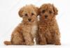 Продам щенка Sweden, Helsingborg Toy-poodle