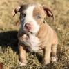 Продам щенка Czech Republic, Prague American Pit-Bull Terrier