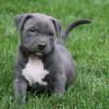 Продам щенка Netherlands, Amsterdam American Pit-Bull Terrier