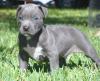 Продам щенка Germany, Munich American Pit-Bull Terrier