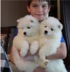 Продам щенка Ireland, Dublin Samoyed dog (Samoyed)