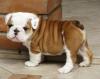 Продам щенка Ireland, Cork English Bulldog