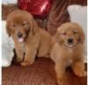 Продам щенка France, Paris Golden Retriever