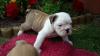 Продам щенка United Kingdom, Blackburn English Bulldog