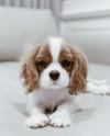 Продам щенка Georgia, Kutaisi , Cavalier King Charles Puppies