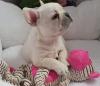 Продам щенка United Kingdom, Blackburn French Bulldog