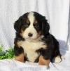 Продам щенка France, Paris Bernese Mountain Dog