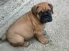 Продам щенка Russia, St. Petersburg , Bull Mastiff Puppies