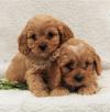 Продам щенка Lithuania, Vilnius Other breed, Cavapoo Puppies