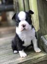 Продам щенка Georgia, Poti Boston Terrier