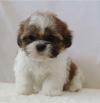 Продам щенка Greece, Heraklion , Shih Tzu Puppies