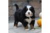 Продам щенка Netherlands, Amsterdam Bernese Mountain Dog