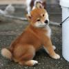 Продам щенка Canada, Prince Edward Island , Shiba Inu