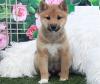 Продам щенка Portugal, Lisbon Other breed, Shiba Inu Puppies