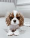 Продам щенка Greece, Athens King Charles Spaniel