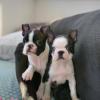 Продам щенка France, Paris Boston Terrier