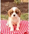 Продам щенка Italy, Trieste King Charles Spaniel