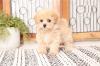 Продам щенка Lithuania, Klaipeda Other breed, Maltipoo Puppies