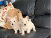 Продам щенка Greece, Athens West Highland White Terrier