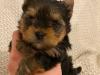 Продам щенка Netherlands, Eindhoven Yorkshire Terrier