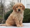 Продам щенка Armenia, Gyumri Golden Retriever